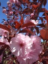 dark red leaves and pink lush sakura flowers Royalty Free Stock Photo