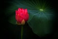 A dark Red lotus and a leaf Royalty Free Stock Photo