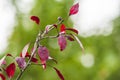 dark red malus plant