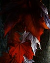 Dark red Maple leafs on the tree. Royalty Free Stock Photo