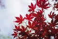 Dark red maple leaves in the sky as background Royalty Free Stock Photo