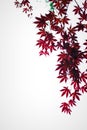 Dark red maple leaves in the sky as background Royalty Free Stock Photo