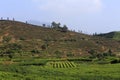 Dark red on the mountain of neatly planted with tea tree