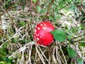 Dark red mushroom head in the grass of the forest.