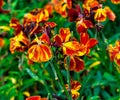 Dark red and orange garden wallflower - Latin name - Erysimum cheiri Royalty Free Stock Photo