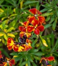 Dark red and orange garden wallflower - Latin name - Erysimum cheiri Royalty Free Stock Photo
