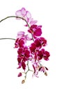 Dark red orchid flowers on white Royalty Free Stock Photo