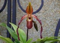 A dark red Phragmipedium, a long-bearded orchid species