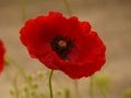 Dark red poppy flower against light background Royalty Free Stock Photo