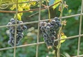 Dark red, purple grapes fruit hang, Vitis vinifera (grape vine) green leaves in the sun, close up Royalty Free Stock Photo