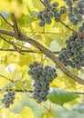 Dark red, purple grapes fruit hang, Vitis vinifera (grape vine) green leaves in the sun, close up Royalty Free Stock Photo