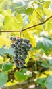 Dark red, purple grapes fruit hang, Vitis vinifera (grape vine) green leaves in the sun, close up Royalty Free Stock Photo