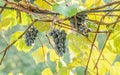 Dark red, purple grapes fruit hang, Vitis vinifera (grape vine) green leaves in the sun, close up Royalty Free Stock Photo