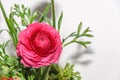 Dark red Ranunculus flower, Ranunculaceae family.