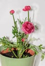 Dark red Ranunculus flower, Ranunculaceae family