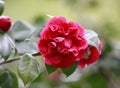 Dark Red Rosa aurora,rose bengal camellia, japonica in full bloom with green leaf Royalty Free Stock Photo