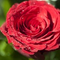 Dark red rose Royalty Free Stock Photo