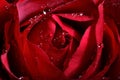 Dark red rose Royalty Free Stock Photo