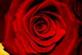 Dark  Red Rose Background deep view Royalty Free Stock Photo