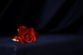 A dark red rose on a black tablecloth table in Gothic style