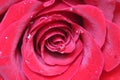 Dark red rose close-up abstract background Royalty Free Stock Photo