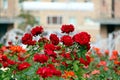 Dark red rose close up macro with green leafs Royalty Free Stock Photo