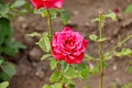 Dark red rose close up macro with green leafs Royalty Free Stock Photo