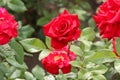 Dark red rose close up macro with green leafs Royalty Free Stock Photo