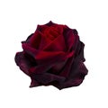 Dark red rose