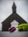 Dark red rose of death in front of Black Church in Iceland