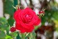 Dark red rose with dense layered petals surrounded with three small rose buds starting to open planted in local garden Royalty Free Stock Photo