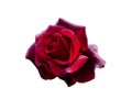 Dark red rose with dew drops is on white background Royalty Free Stock Photo