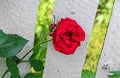 Dark red rose flowers, green branch plant, white fence background Royalty Free Stock Photo