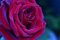 Dark red rose Royalty Free Stock Photo