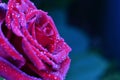 Dark red rose Royalty Free Stock Photo