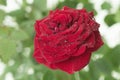 A dark red rose with green leaves and dew drops on a light background Royalty Free Stock Photo