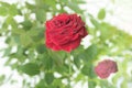 A dark red rose with green leaves and dew drops on a light background Royalty Free Stock Photo