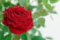 A dark red rose with green leaves and dew drops on a light background Royalty Free Stock Photo