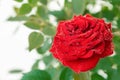 A dark red rose with green leaves and dew drops on a light background Royalty Free Stock Photo