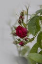 A dark red rose with green leaves on a light background. Close up. A red rose bush, in natural conditions. Single flower, red rose Royalty Free Stock Photo