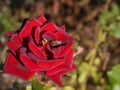 Dark red rose with a little bee in the middle on a dark background close-up