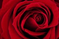 Dark Red Rose Macro