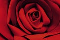 Dark red rose macro closeup, artificial flower design