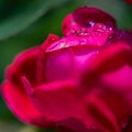 Dark red rose macro with water droplets Royalty Free Stock Photo