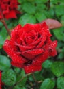 Dark red rose with rain drops Royalty Free Stock Photo