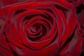 Dark red rose velvet textured background