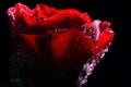 Dark red rose with water droplets. Royalty Free Stock Photo