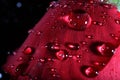 Dark red rose with water droplets. Royalty Free Stock Photo