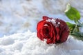 Dark red rose in the white snow love symbol and holiday gift in winter like valentins day copy space