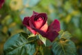 Dark red rose with a yellow center in the garden close-up. Beautiful floral background. Valentine\'s day and holidays. Love Royalty Free Stock Photo